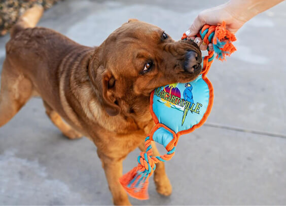 Pet Toys & Accessories